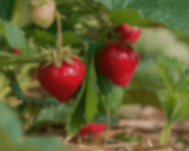 Fruits