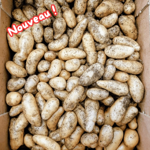 Pommes de terre Ratte