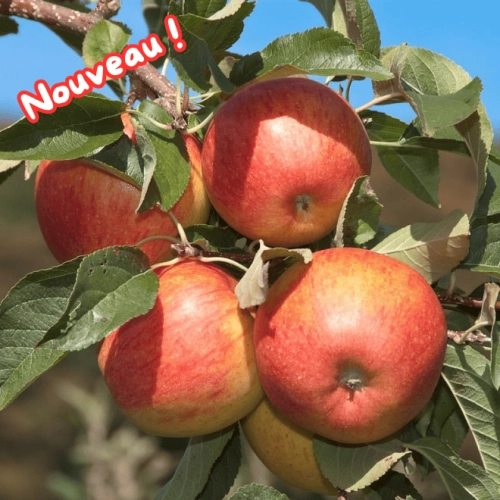 Pommes Pinova