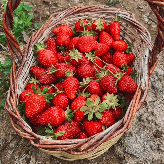 Fraises françaises : pourquoi les bons fruits coûtent souvent plus cher ?