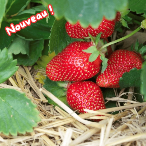 Cagette de fraises Favori