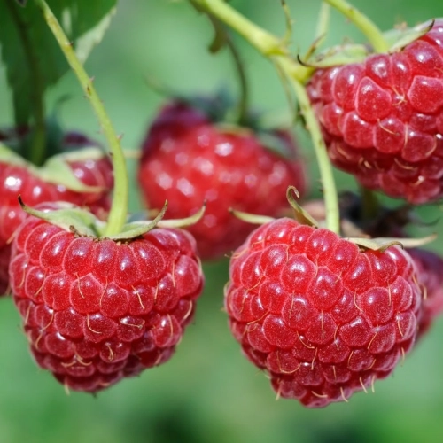 Framboises