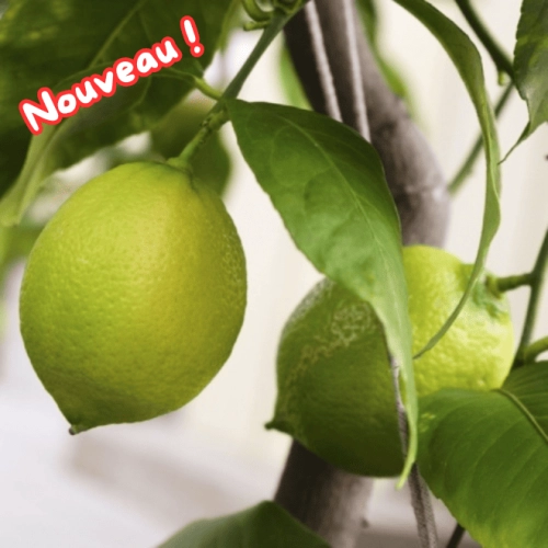 Citrons BIO