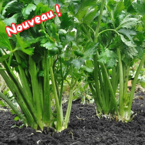 Céleri  branche