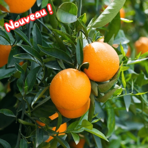 Oranges BIO