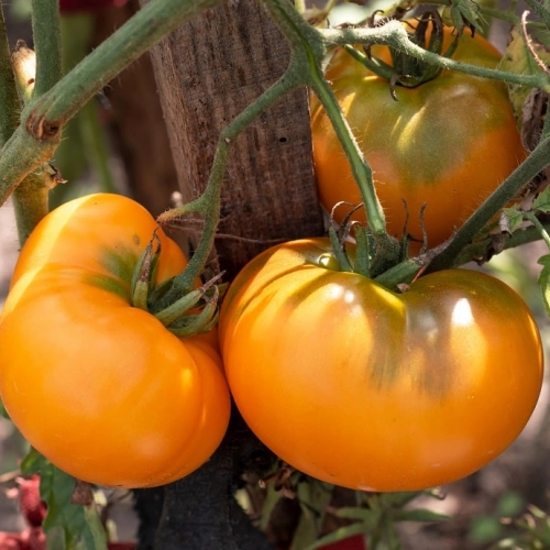 Cagette de tomates Ananas BIO