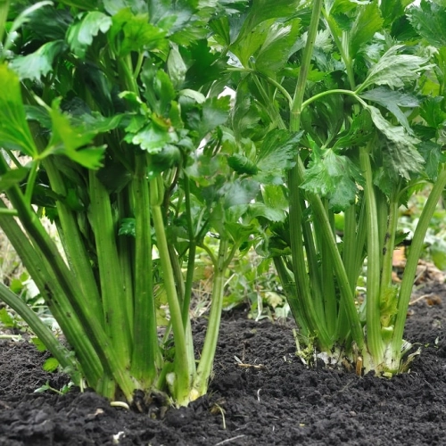 Cagette de céleri branche