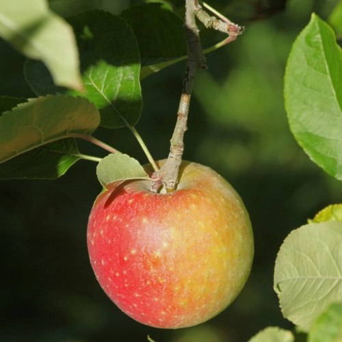 Cagette de pommes Reine des Reinettes