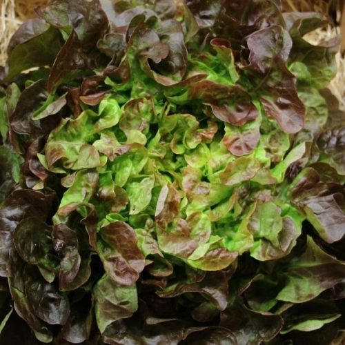 Salade Feuille de Chêne Brune