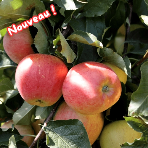 Pommes Rosée du Pilat