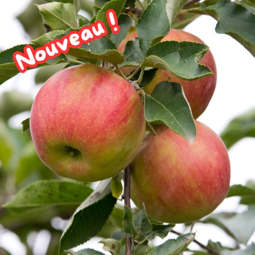 Cagette de pommes Idared