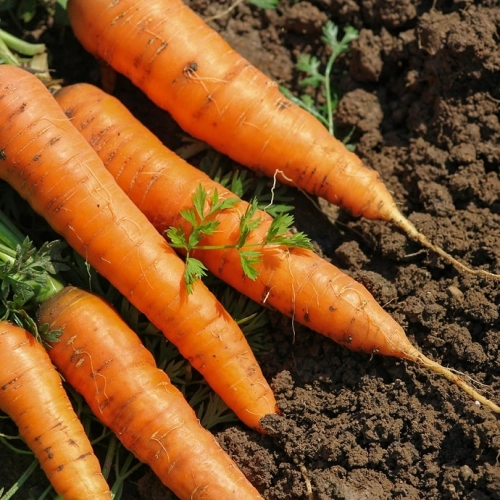 Botte de carottes fanes