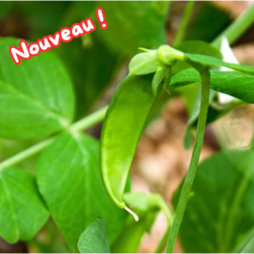 Pois gourmands