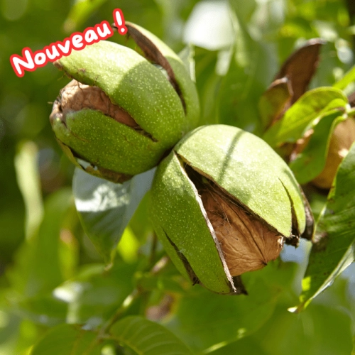 Noix fraîches