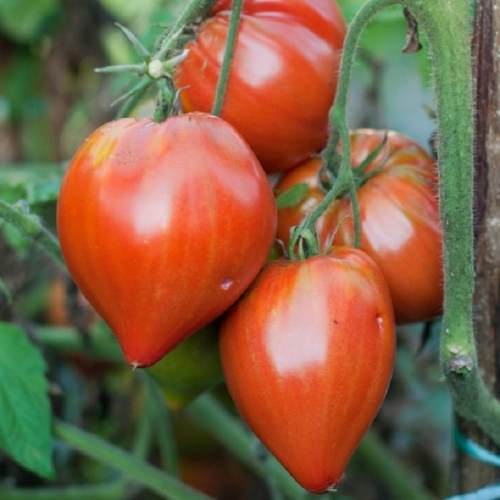 Tomates Coeur De Boeuf Cauralina