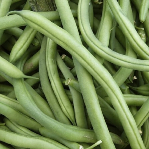 Haricots verts machine