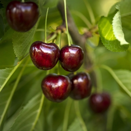 Cerises