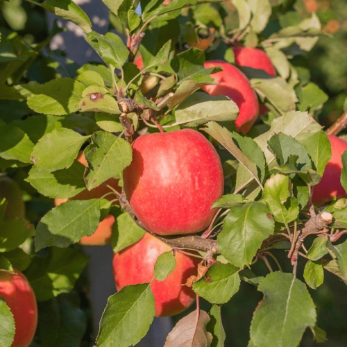 Cagette de pommes Pink Cripps