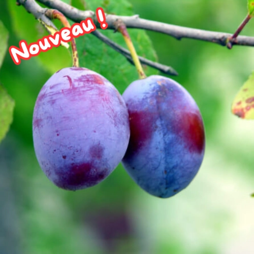 Cagette de prunes Stanley