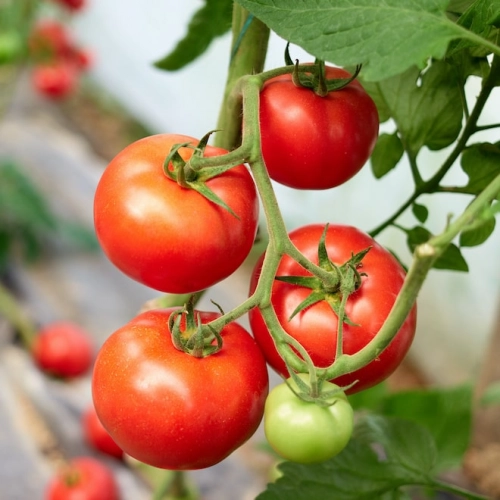 Tomates Rondes BIO