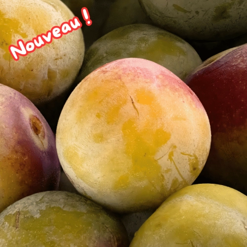 Prunes Reine-Claude dorée
