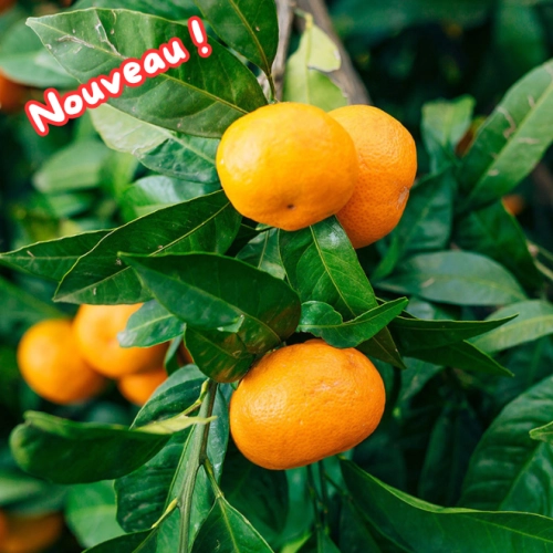 Cagette de mandarines Marzaiolo BIO