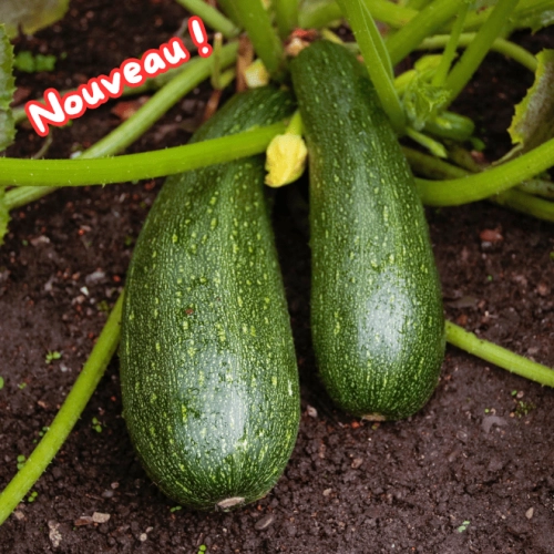 Cagette de courgettes longues