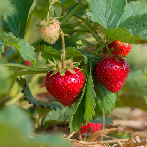 Fraises  Darselect