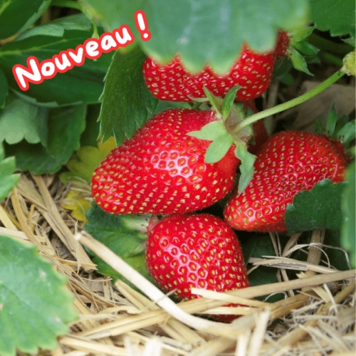 Cagette de fraises Favori