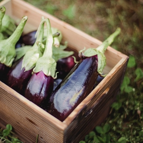 Tout savoir sur : l'aubergine