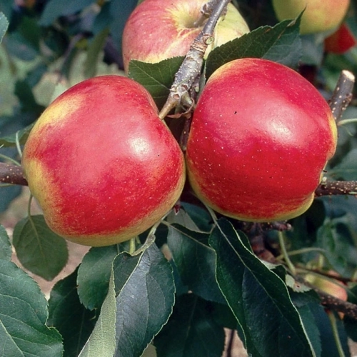Cagette de pommes Mandy BIO