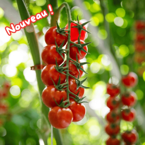 Tomates cerises grappe