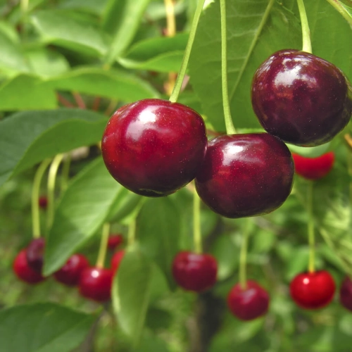 Cerises