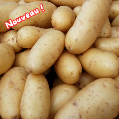 Pommes de terre Jazzy (chair ferme)