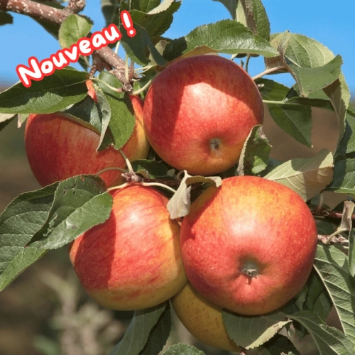 Cagette de pommes Pinova