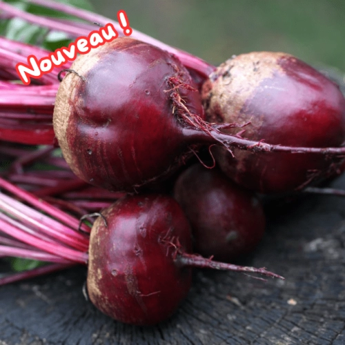 Betteraves rouges crues