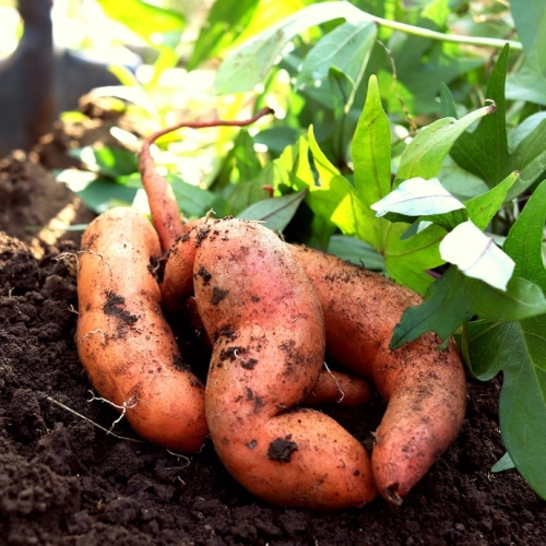 Cagette de patates douces BIO