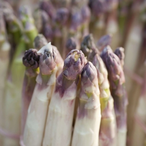 Asperges violettes