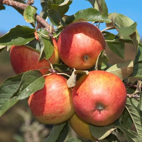 Cagette de pommes Pinova
