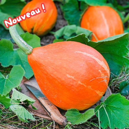 Potimarron BIO