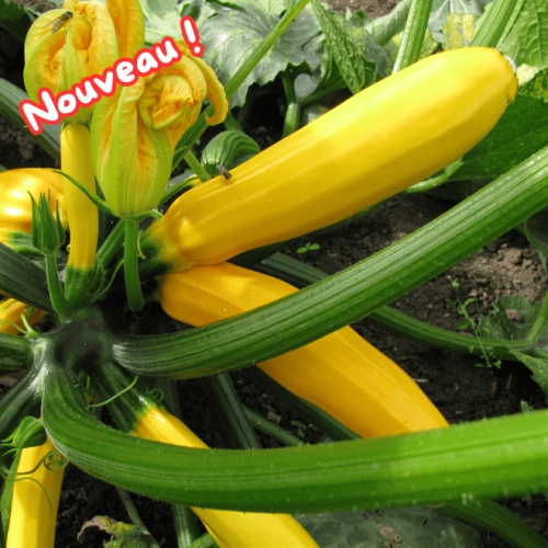Cagette de courgettes jaunes