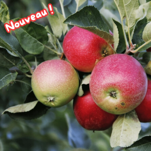 Cagette de pommes Story BIO