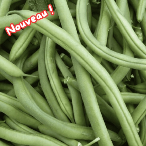 Haricots verts