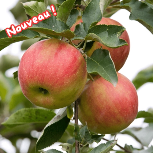 Pommes Idared