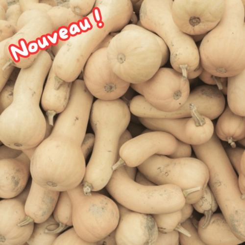 Butternut