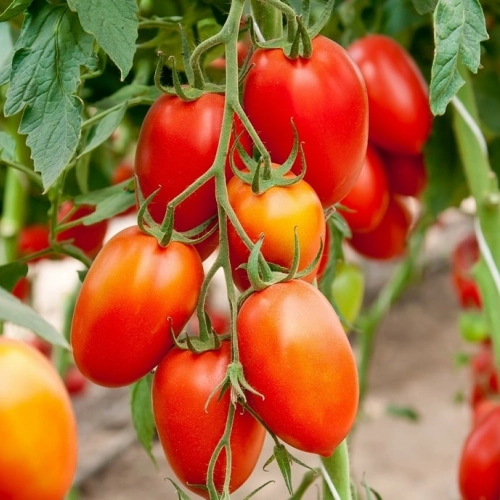 Cagette de tomates Roma