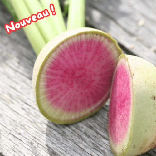 Cagette de radis red meat