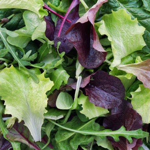 Mesclun