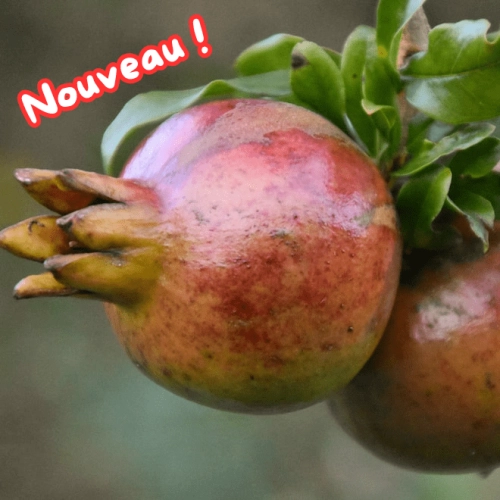 Cagette de grenades BIO