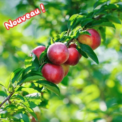 Cagette de nectarines